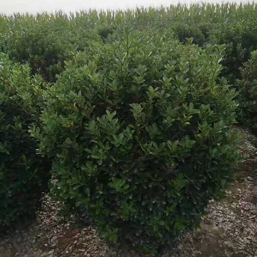 洛阳大叶黄杨球