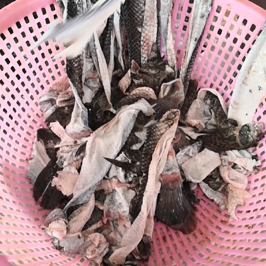 鳢鱼  生鱼皮