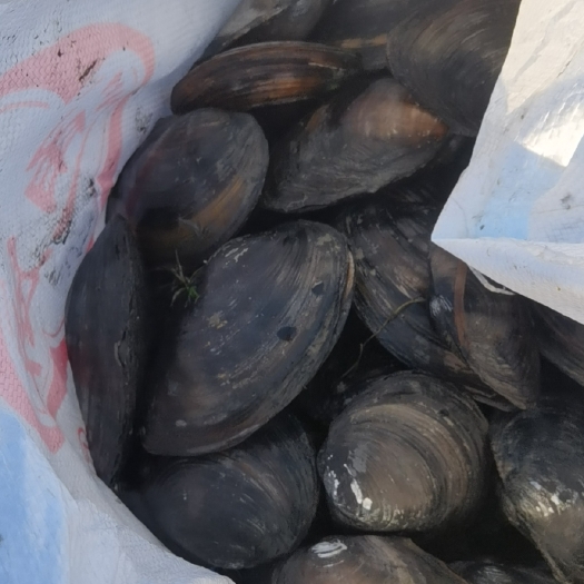 兴化市菜蚌  苏北兴化本地蚌 （红肉）出肉率高