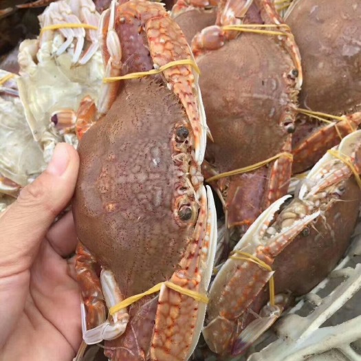 青蟹  海峡肉蟹（扁蟹）