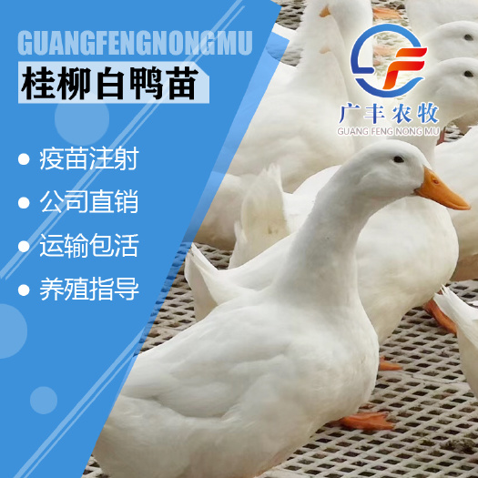 南宁桂柳白鸭 樱桃谷鸭苗 纯种大白鸭苗45天出栏8 9斤