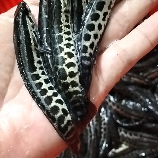 优质黑鱼苗乌鳢鱼 淡水养殖 生鱼苗财鱼乌鱼 放生养殖观赏鱼