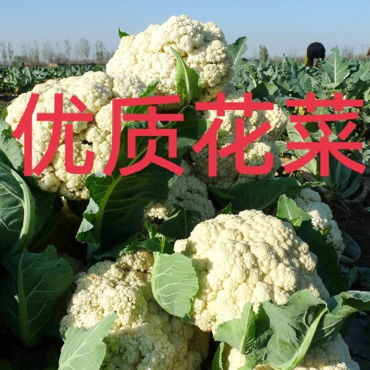 白花菜花  有机松花菜青梗白面菜花基地直供诚信代办
