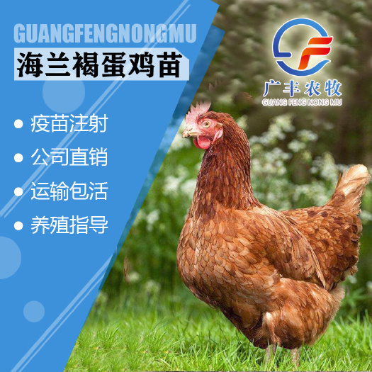 南宁高产蛋鸡苗 土鸡苗 绿壳蛋鸡苗 厂家直销 品质纯正 全国发货