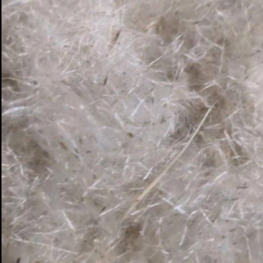 昆明蒲苇种子