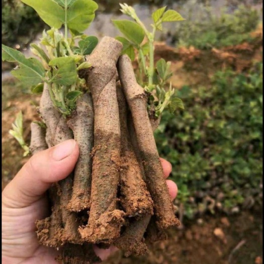 通江县 葛藤