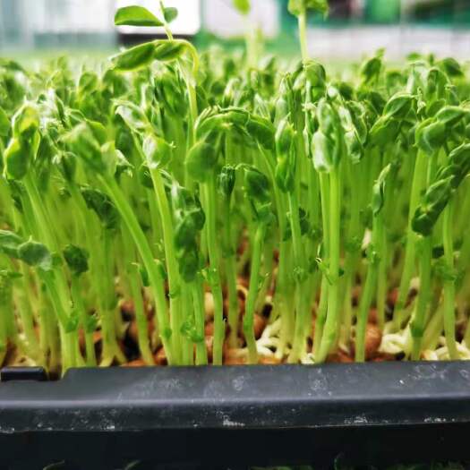 长沙山东红星田园芽苗菜种植基地-豌豆苗