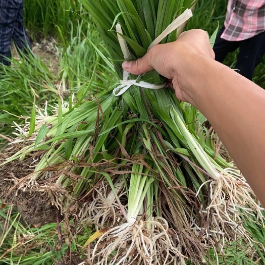 襄樊吉祥草 绿化工程专用 园林绿化 一手货源 大量热销中