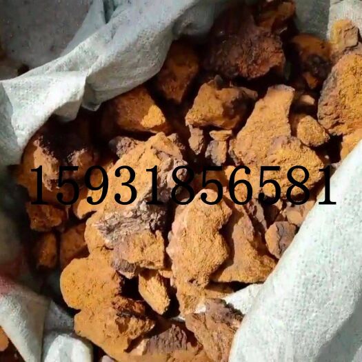 长沙 桦树茸 可代加工超细粉 俄罗斯桦树茸