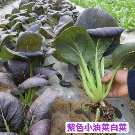 济南紫油菜种子  紫美菜籽 小白菜四季种植盆栽蔬菜露地基地种
