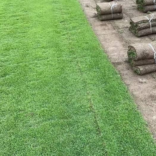 襄樊马尼拉草皮  草坪:马尼拉现货，自产自销，一手货源欢迎各位老板咨询订购