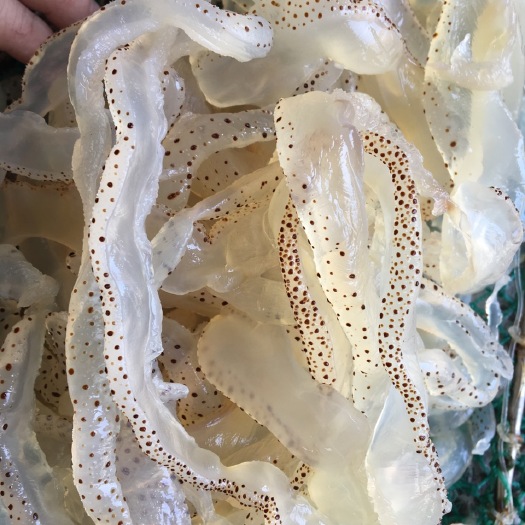 海蜇