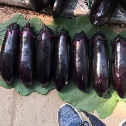 寿光市茄子苗  黑玛丽