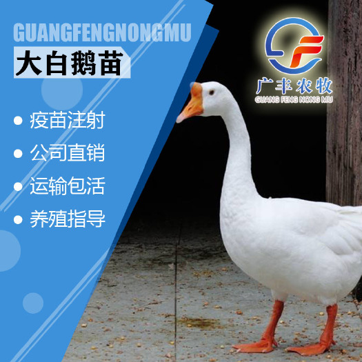 南宁批发批发 鹅苗，大白鹅苗，大三花鹅，厂家直销，疫苗齐全！