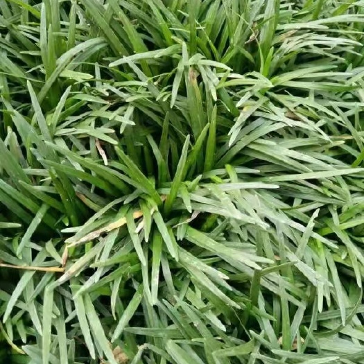 襄樊玉龙草基地直销  量大从优