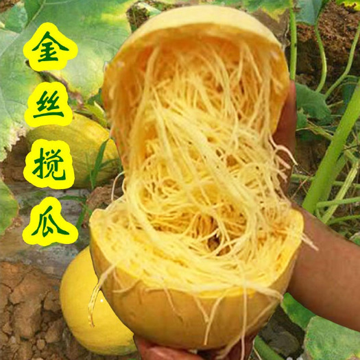 寿光市金丝搅瓜种子  无蔓金丝瓜种子面条瓜籽 搅瓜海蜇丝生砸搅瓜