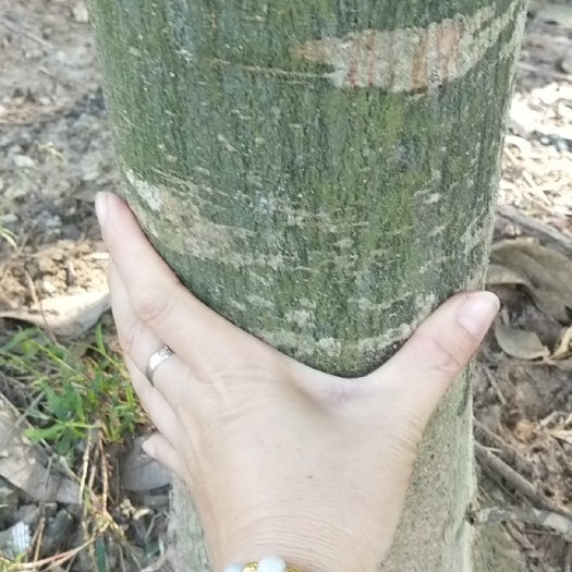 灵山县发财树苗
