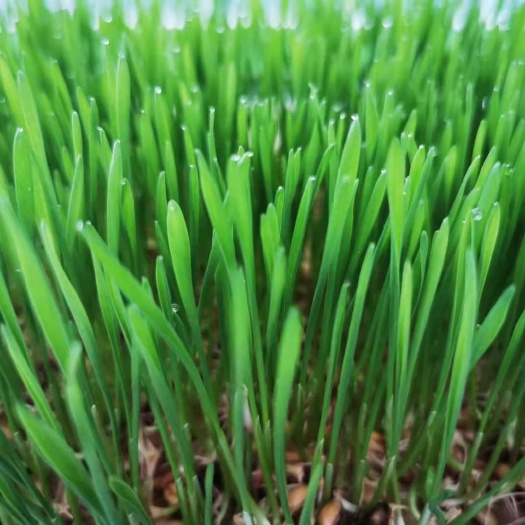 潍坊山东红星田园芽苗菜种植基地，小麦芽