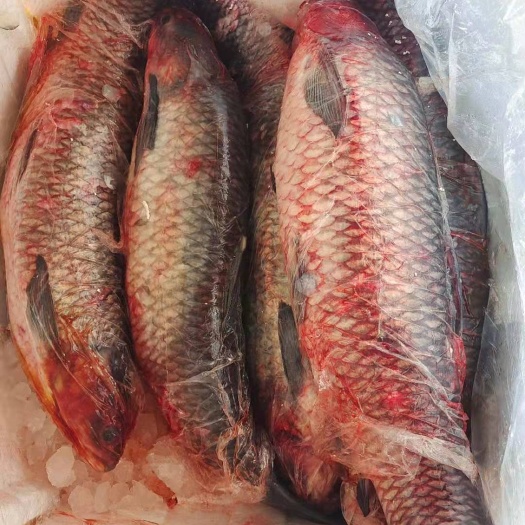 中牟县 鲜鲤鱼，一条10斤以上