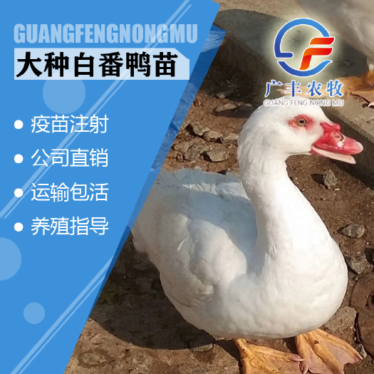 南宁大品种白火鸭苗 番鸭苗 西洋鸭苗 旱鸭苗最大可以养14斤