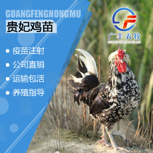 南宁公司自产自销 贵妃鸡苗 批发量大从优 包邮包路损 包疫苗