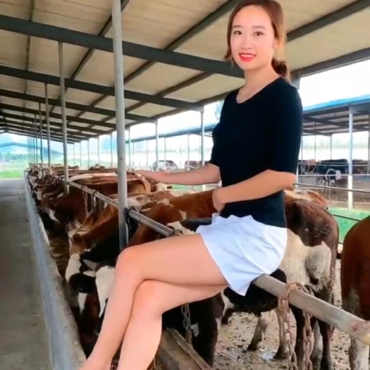 滕州市牛-杂交牛-长势快-肉质好-抗病性强