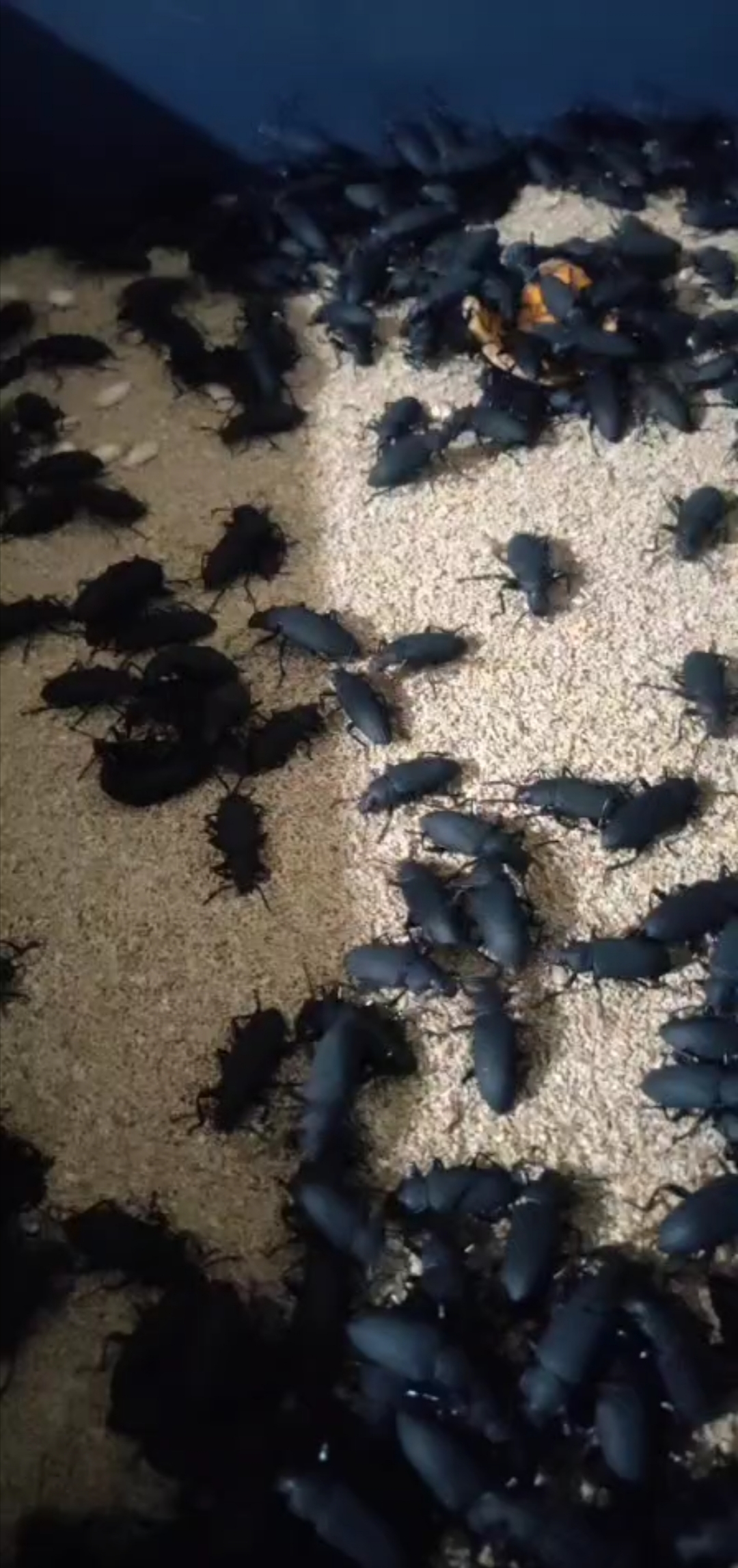 大麦虫  蛋白虫种虫母虫小黑虫