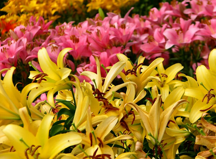 百合種球 百合花 耐寒花卉 多年生草本 公園花海