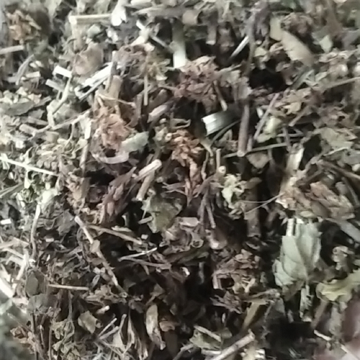 牛至草 牛至 香菇草 大别山特产批发零售