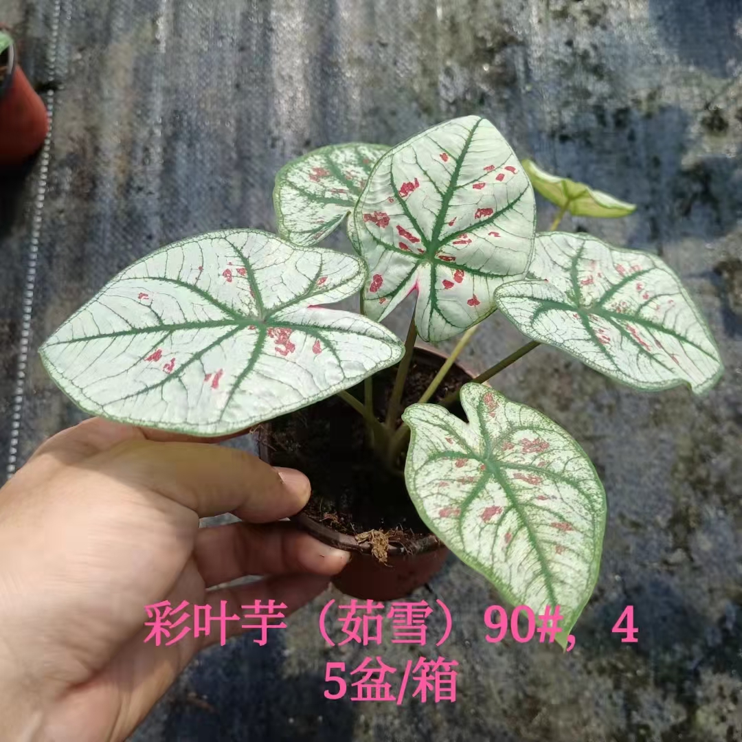 广州彩叶箭雨竹芋 彩叶芋基地直销网红绿植