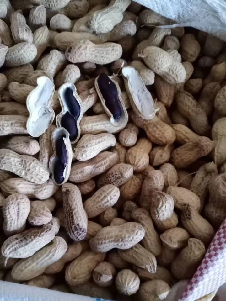 黑花生种子一花生种子