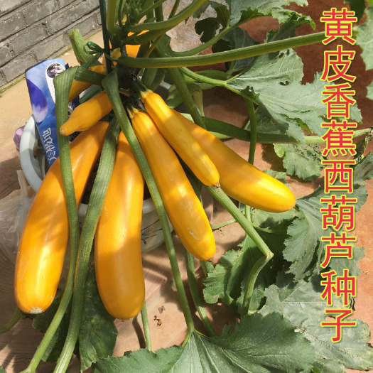 济南香蕉西葫芦种子  水果型能生吃耐寒春季四季盆栽南瓜蔬菜种籽