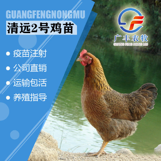 南宁麻鸡苗 正宗温氏清远麻2号鸡苗 品种正宗 包打疫苗