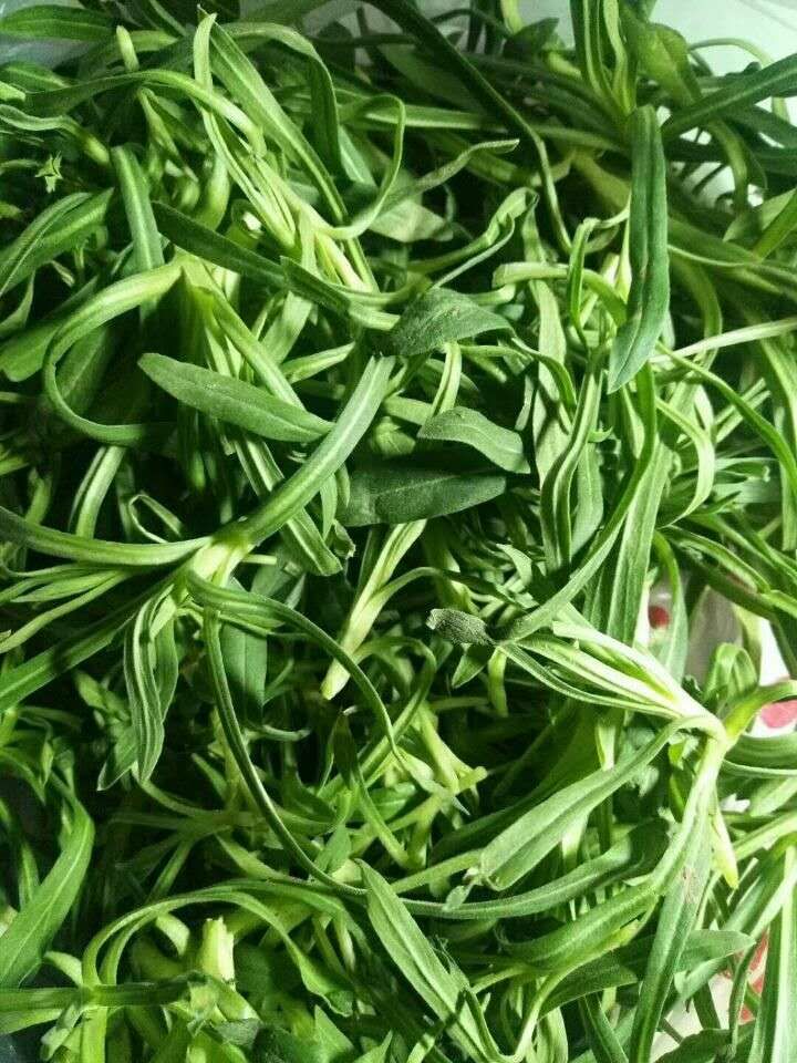 非洲冰草  冰菜種子一冰草種子