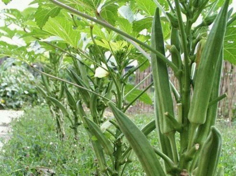 非洲冰草  冰菜種子一冰草種子