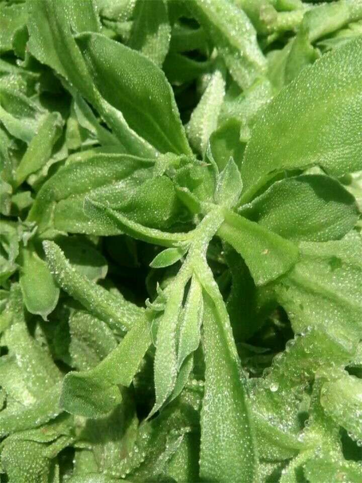 非洲冰草  冰菜種子一冰草種子