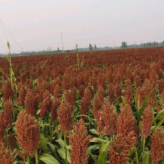 娄烦县高粱米  晋杂高梁 优质粮，1000亩毛粮   绿色种植的红粮精品