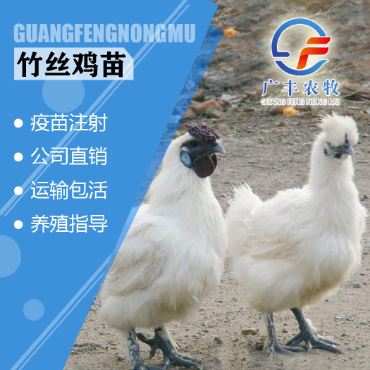 南宁乌骨鸡苗  脱温鸡毛 脱温竹丝鸡苗 白凤乌鸡 厂家直销包邮技术成熟