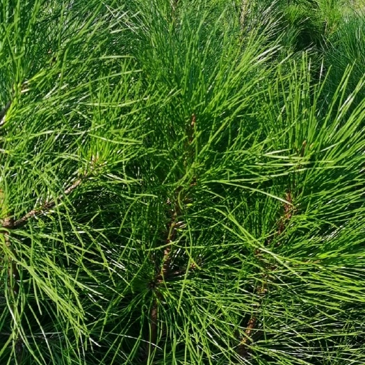 马尾松   湿地松杯苗，薄膜杯，无纺布杯苗都有，欢迎客户联系