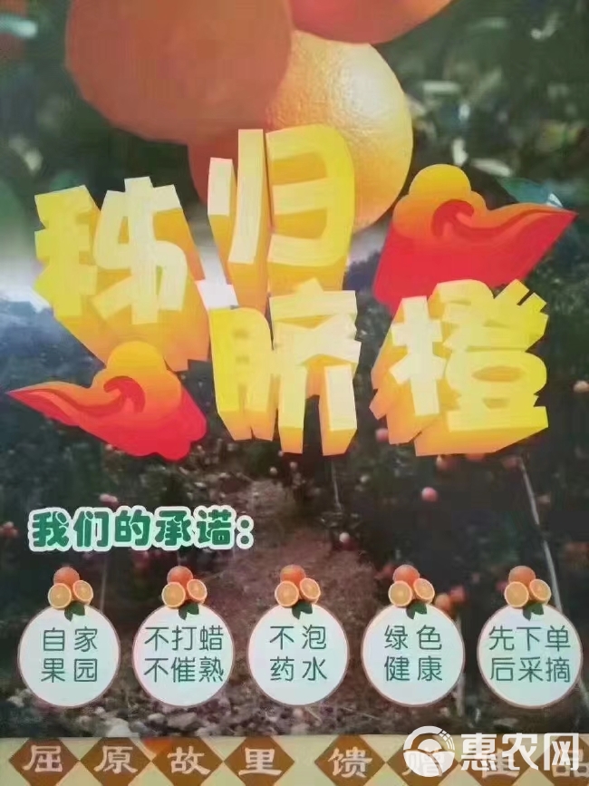 湖北秭归精品脐橙，颜色美美哒，口感好，可商超对接，有需要的联