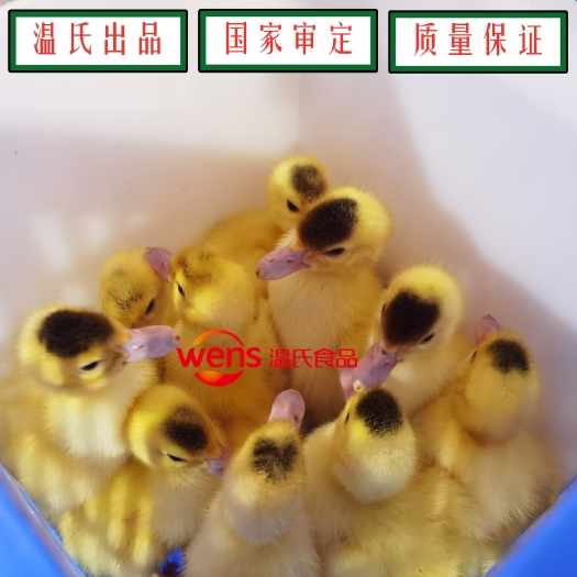 云浮番鸭苗  供应“温氏白羽番鸭1号”父母代种鸭苗