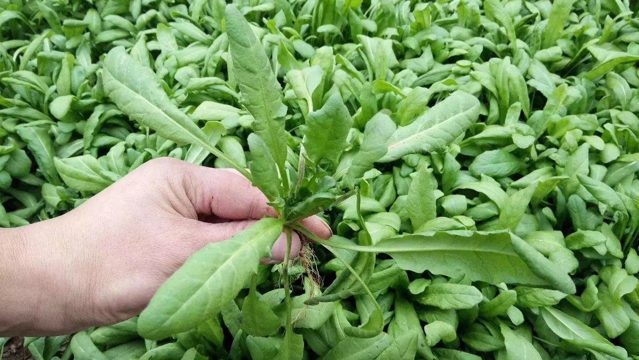 非洲冰草  冰菜種子一冰草種子
