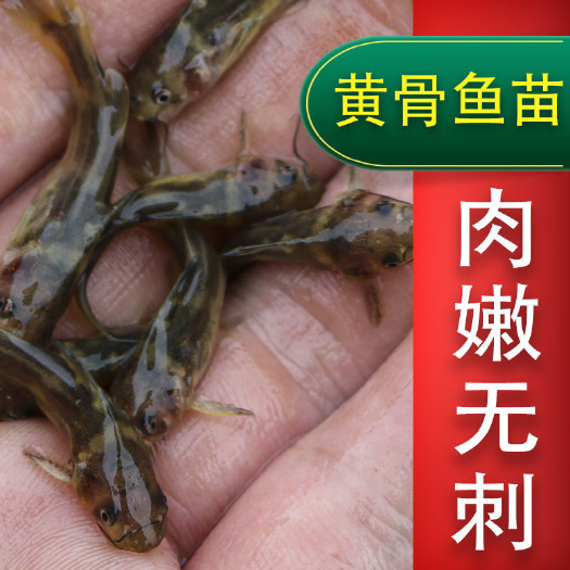 南宁黄骨鱼苗，生长快，病害少，鱼场直供，技术跟踪。