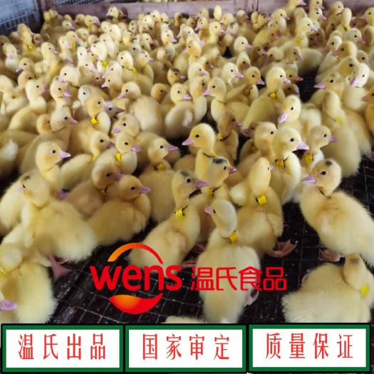 云浮杂交鸭苗  供应(商品代)温氏白番苗、温氏黑番苗、温氏半番苗