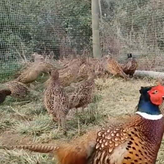 太康县七彩山鸡 鸡