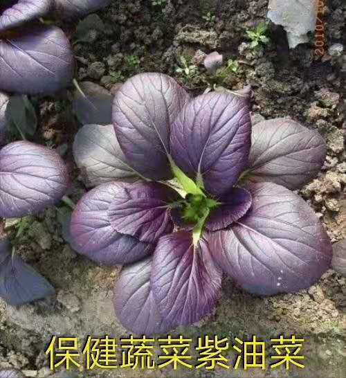 济南油菜籽种子  紫油菜种子批发
