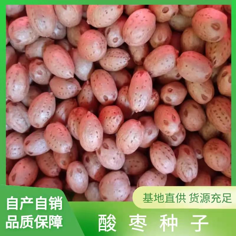 九江南酸枣种子 新种上市 南酸枣种子产地价格 酸枣种子种苗