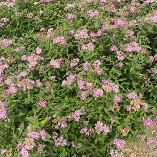 沭阳县金山绣线菊 