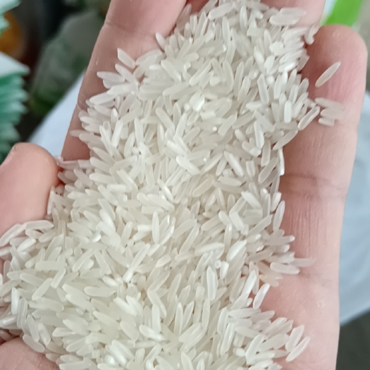 进贤县大米  上市新米万象优982