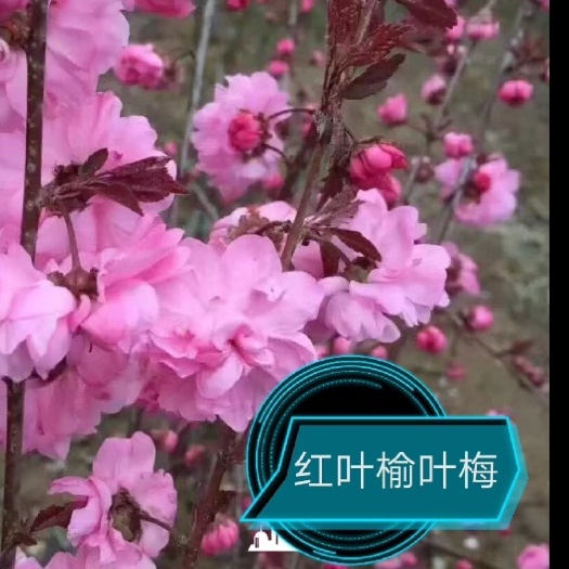 开原市红叶榆叶梅